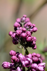 Beautiful lilac begins to bloom in the garden on a bright sunny spring day