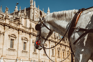 Horse carriage in Seville, the Giralda cathedral in the background, Andalusia, Spain