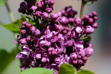 Beautiful lilac begins to bloom in the garden on a bright sunny spring day