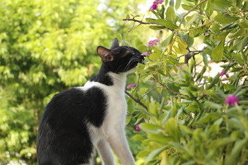 Cute cat smelling a plant.