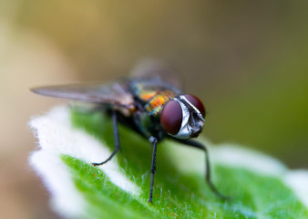 Closer look of a beautiful fly resting in a leaf.