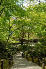  Kyoto is fresh green