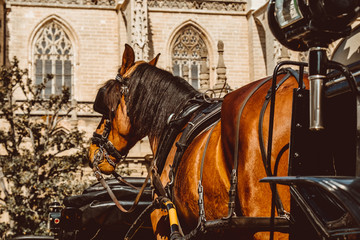 Obraz premium Horse carriage in Seville, the Giralda cathedral in the background, Andalusia