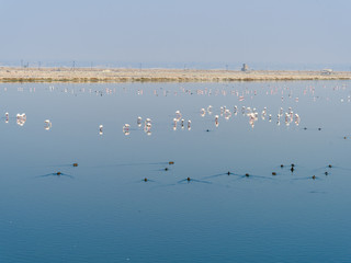 Flamingo birds at Sambhar Salt Lake in Rajasthan. India