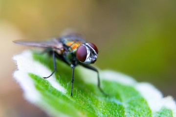 Beautiful fly resting in a leaf.