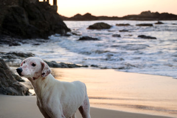 perro en la playa de mazunte oaxaca