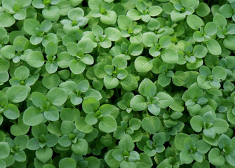Chickweed ,Stellaria media. Young taste very gently with flavor of nuts. You can use them in fresh vegetable salads. The chickweed advantage is that we have it fresh almost all year round.