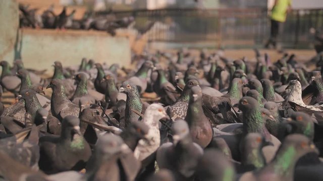 City pigeons in the square in Mumbai where pigeons are fed. Slow-motion video.