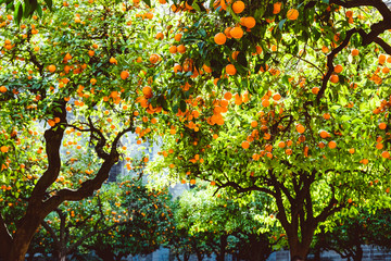 Beautiful orange citrus fruit tree in Seville