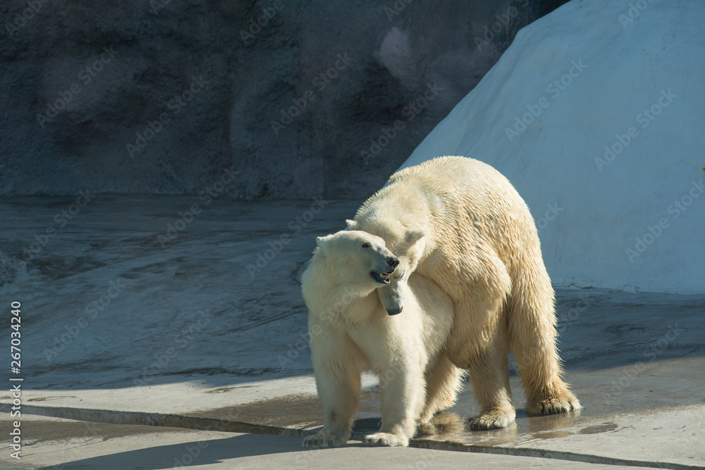 Wall mural polar bear