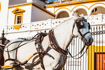 Seville Real Maestranza bullring plaza toros de Sevilla in andalusia Spain