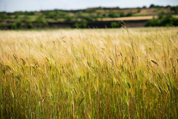 field of wheat