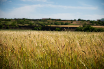 field of wheat