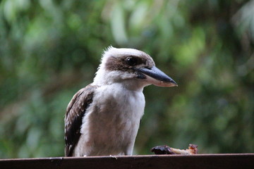 Kookaburra