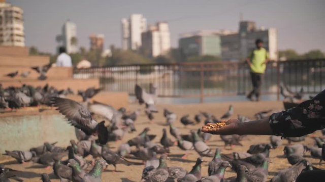 A man feeds pigeons in a square in Mumbai. Muslim tradition. Slow motion video. India.