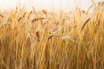 field of wheat
