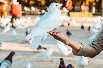 Pigeon eating feed standing on human hand. A woman feeds pigeons - 267034836