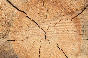 Sawn off logs exposing cross-section with cracks. Closeup. Texture of background. - obrazy, fototapety, plakaty
