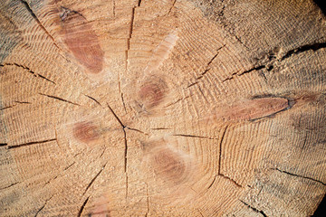 Sawn off logs exposing cross-section with cracks. Closeup. Texture of background.	 - obrazy, fototapety, plakaty