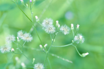 The flowers are purple and white, with green branches