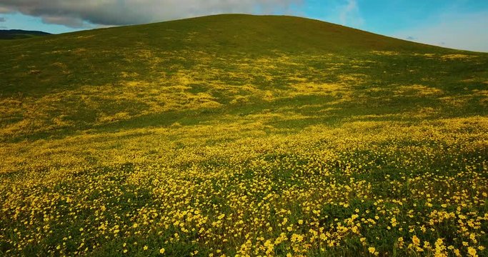Temblor Range Yellow Flowers
