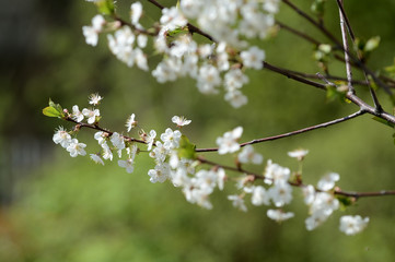Beautiful cherry tree blooming on a bright spring day