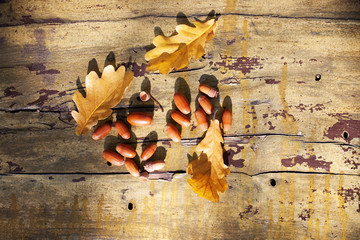 Naklejka na ściany i meble Three fallen yellow oak tree leaves and red acorns on old wooden board background close up, golden autumn foliage on bench in park still life, warm fall season sunny day walk in forest, copy space