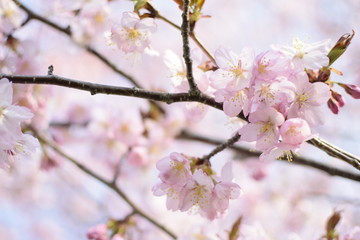 桜の花々