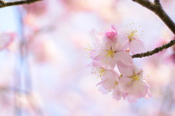 春香る桜の花