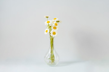 Bouquet of daisies in a glass vase