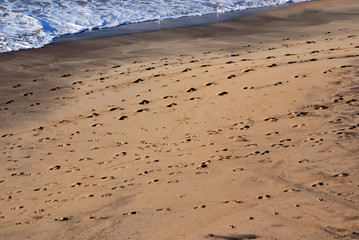 pisadas en la playa