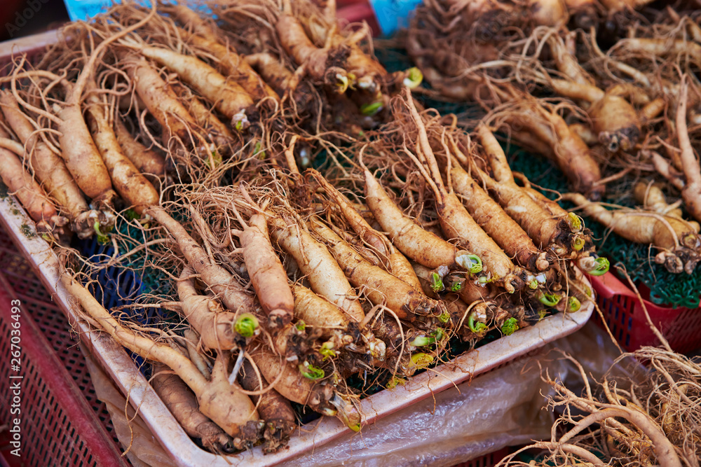 Wall mural ginseng root at chinese herbal medicine market