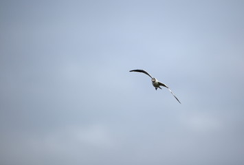 seagull in flight