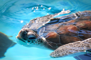 criadero de tortugas marinas