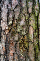 The texture of large bark on one side covered with green moss