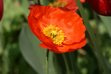 close-up of red poppy blossoms