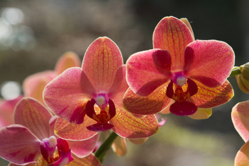 Naklejka na ściany i meble close-up of a blossom of an orchid