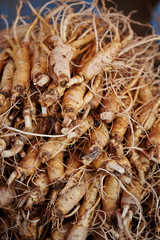 Ginseng root at Chinese herbal medicine market 
