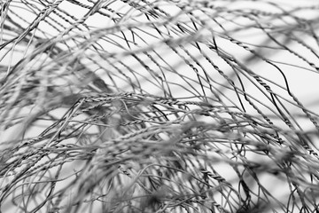 Galvanized Wire, Showing Focused and Blurred Twisting of the Grey Metal Material on a White Background.