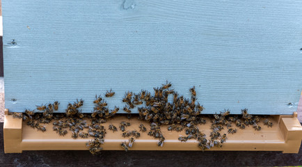 Groups of bees at the entrance of a hive