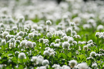 クローバーの白い花