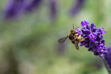 bee on a blooming lavender
