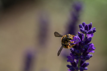 bee on a blooming lavender