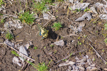 Naklejka na ściany i meble Old World Swallowtail (Papilio machaon) butterfly located on spring ground while searching safe place for laying eggs