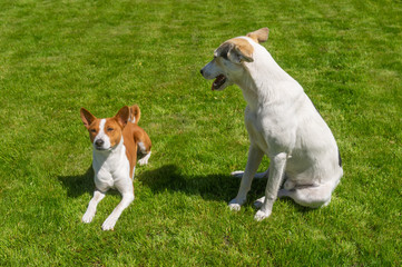 White mixed breed big dog looking down on a smaller basenji while resting on a fresh lawn