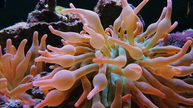Bubble-tip anemone Entacmaea quadricolor footage