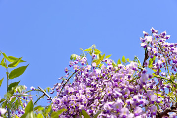 春うらら,仙台の藤