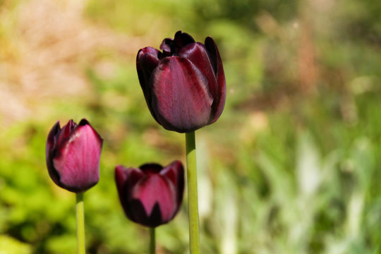 Beautiful purple tulips in the sun