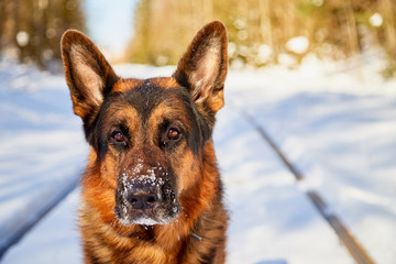 Dog German Shepherd on the railway road in a winter day