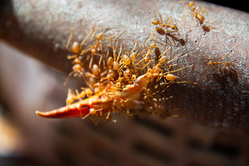 The red ants are helping to unload the claws of a crab to its nest.